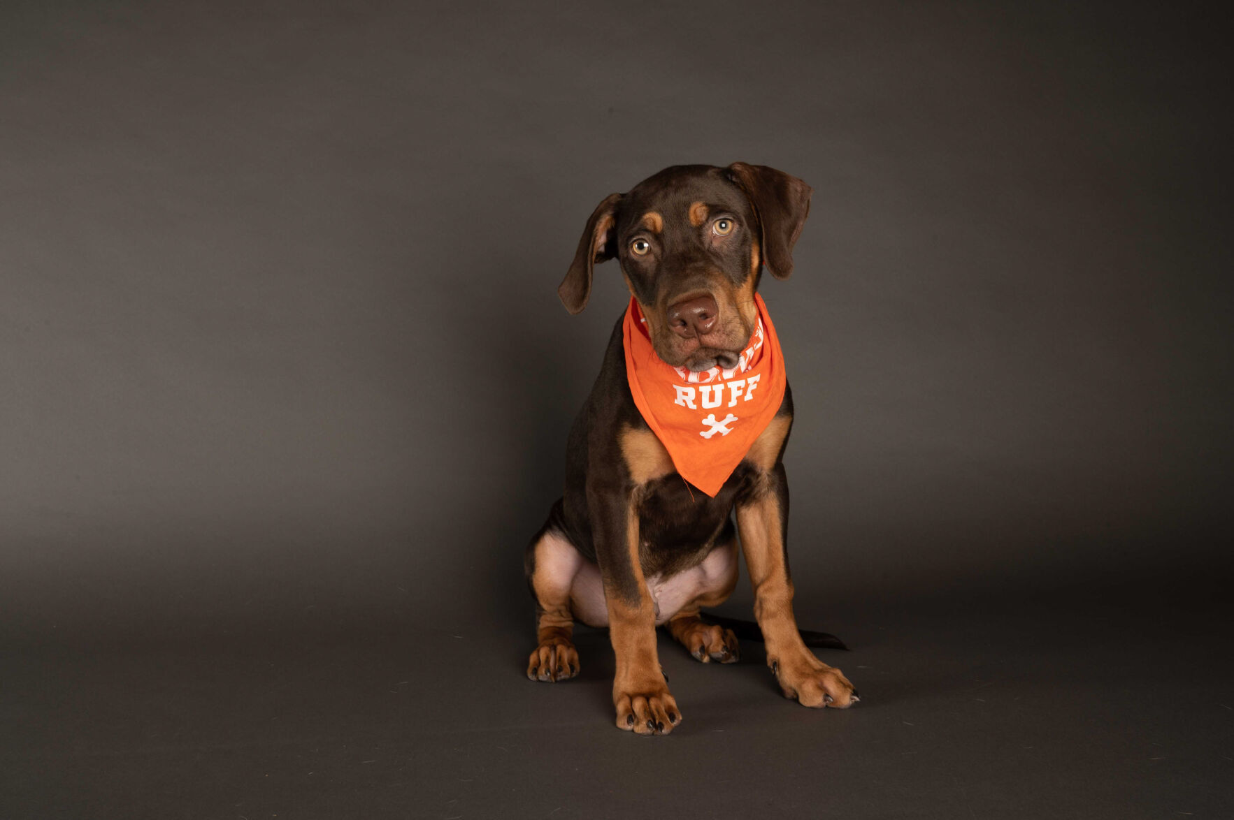 PUPPY BOWL XVII